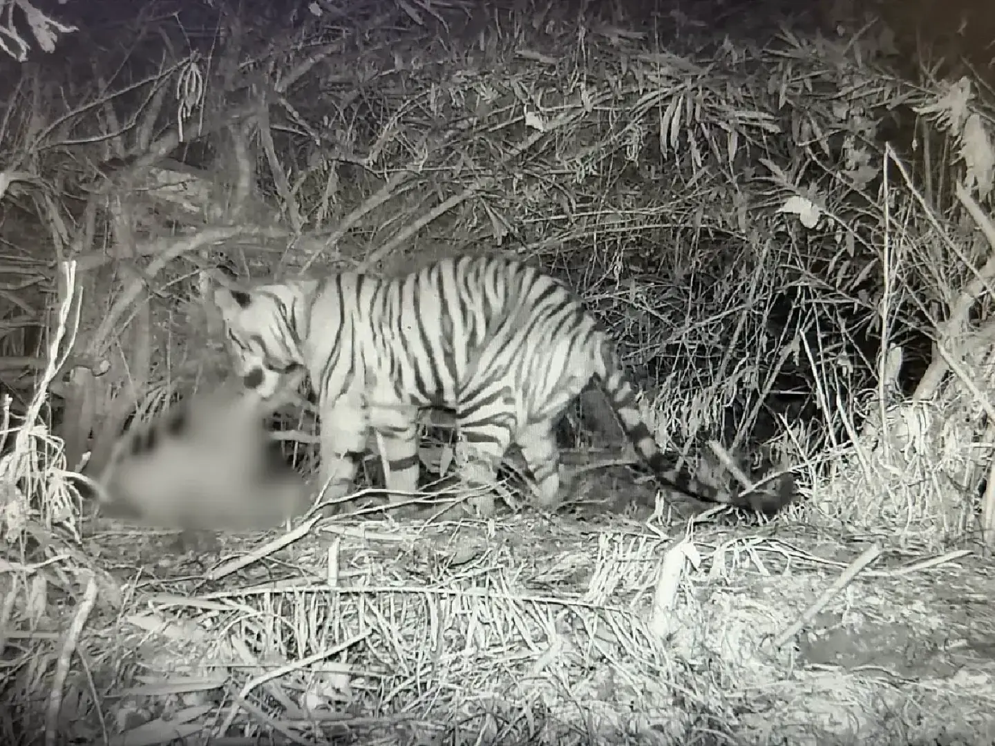 Park Department says fatal Huai Kha Khaeng tiger attack accidental Park Department says fatal Huai Kha Khaeng tiger attack accidental