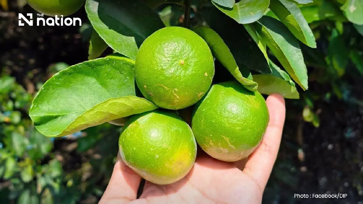 Thai Agricultural Heritage Protected as Ratchaburi Limes and Mangoes Secure GI Status Thai Agricultural Heritage Protected as Ratchaburi Limes and Mangoes Secure GI Status