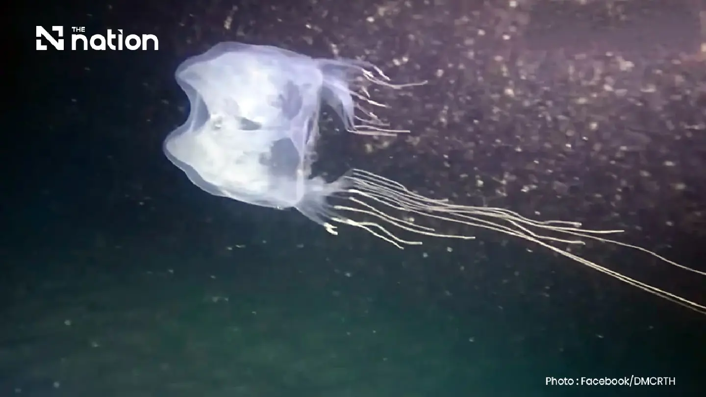 Boy aged 13 dies after box jellyfish exposure in Nakhon Si Thammarat Boy aged 13 dies after box jellyfish exposure in Nakhon Si Thammarat