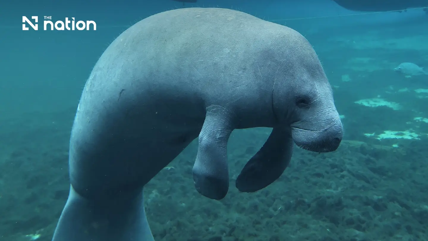 DMCR tightens dugong safeguards across 12 Andaman areas DMCR tightens dugong safeguards across 12 Andaman areas