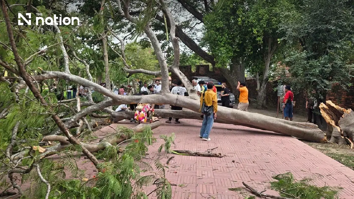 Four Spanish tourists injured by falling tree at Ayutthaya temple Four Spanish tourists injured by falling tree at Ayutthaya temple