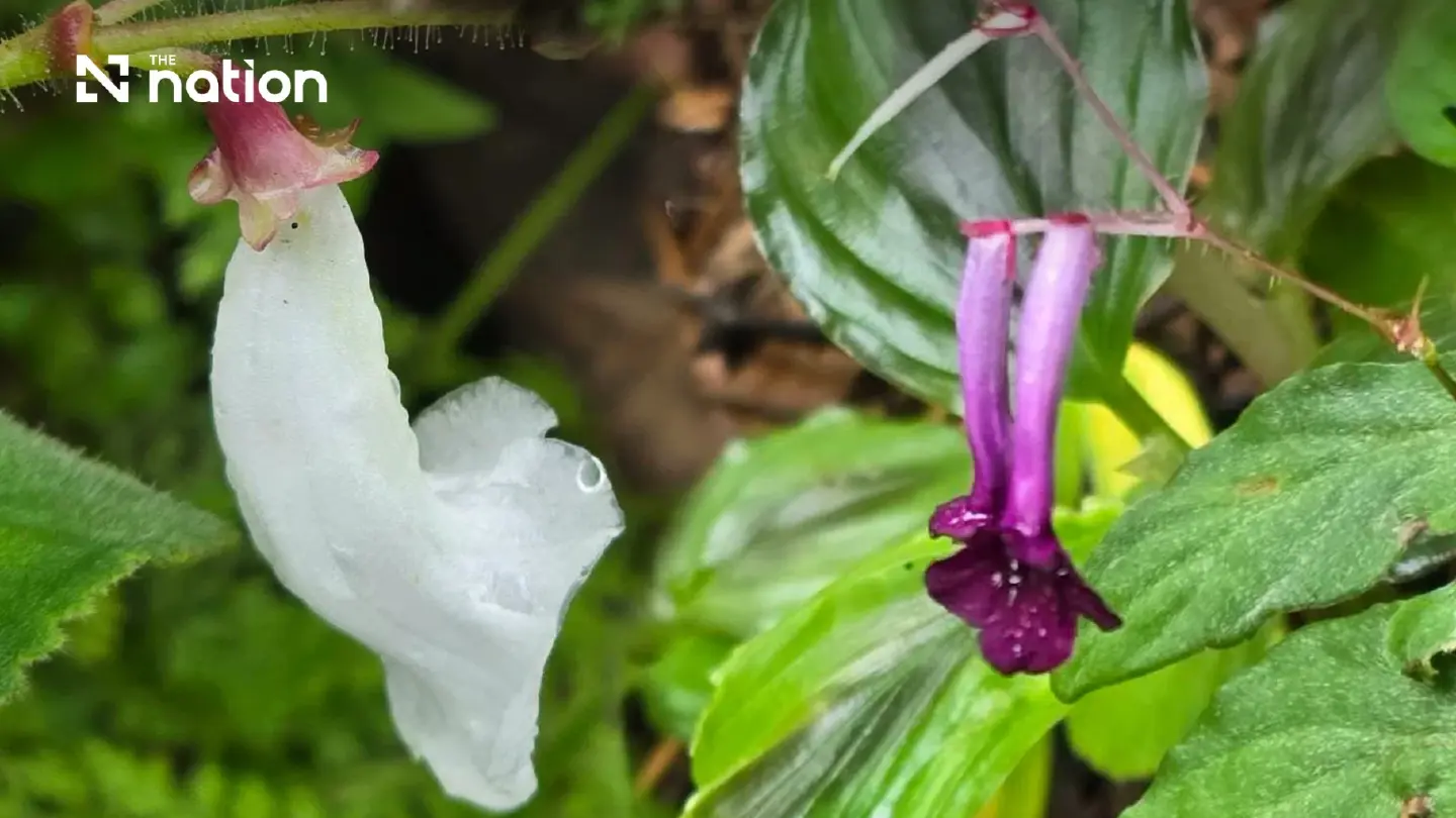 Two new plant species discovered within a Thai national park Two new plant species discovered within a Thai national park