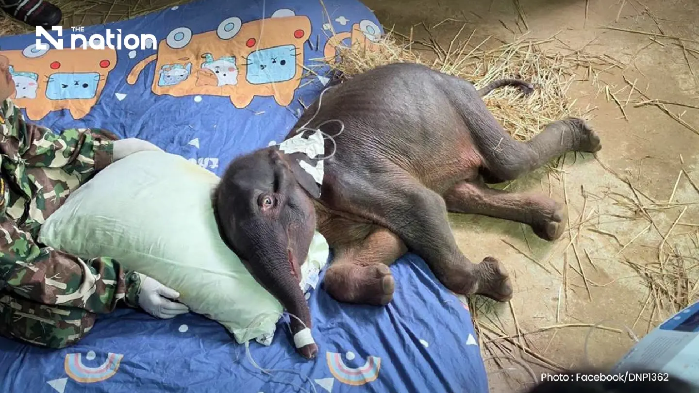 Lost wild elephant calf Jiew Sai Yok dies after suspected acute kidney failure Lost wild elephant calf Jiew Sai Yok dies after suspected acute kidney failure