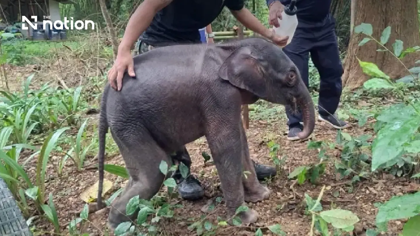 Injured and dehydrated wild elephant calf found in Kanchanaburi Injured and dehydrated wild elephant calf found in Kanchanaburi