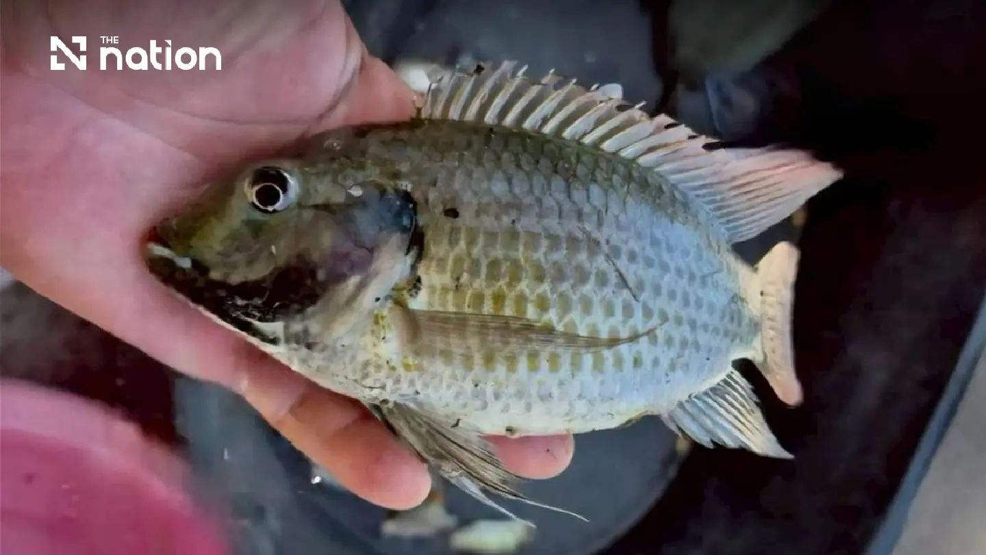 Thailand’s Blackchin Tilapia Debate: What Evidence Is Still Needed? Thailand’s Blackchin Tilapia Debate: What Evidence Is Still Needed?