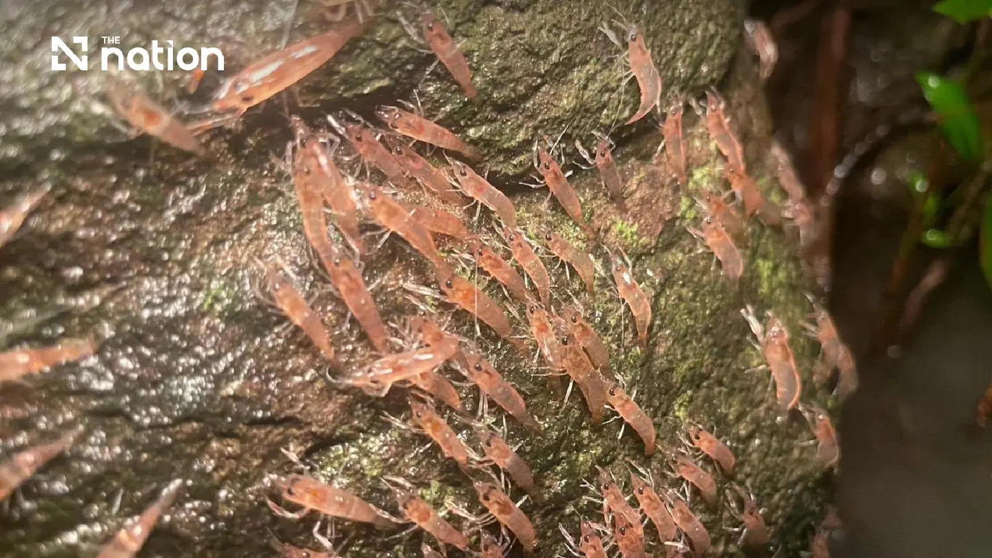 Marching shrimp phenomenon returns to Ubon’s Kaeng Lamduan Marching shrimp phenomenon returns to Ubon’s Kaeng Lamduan