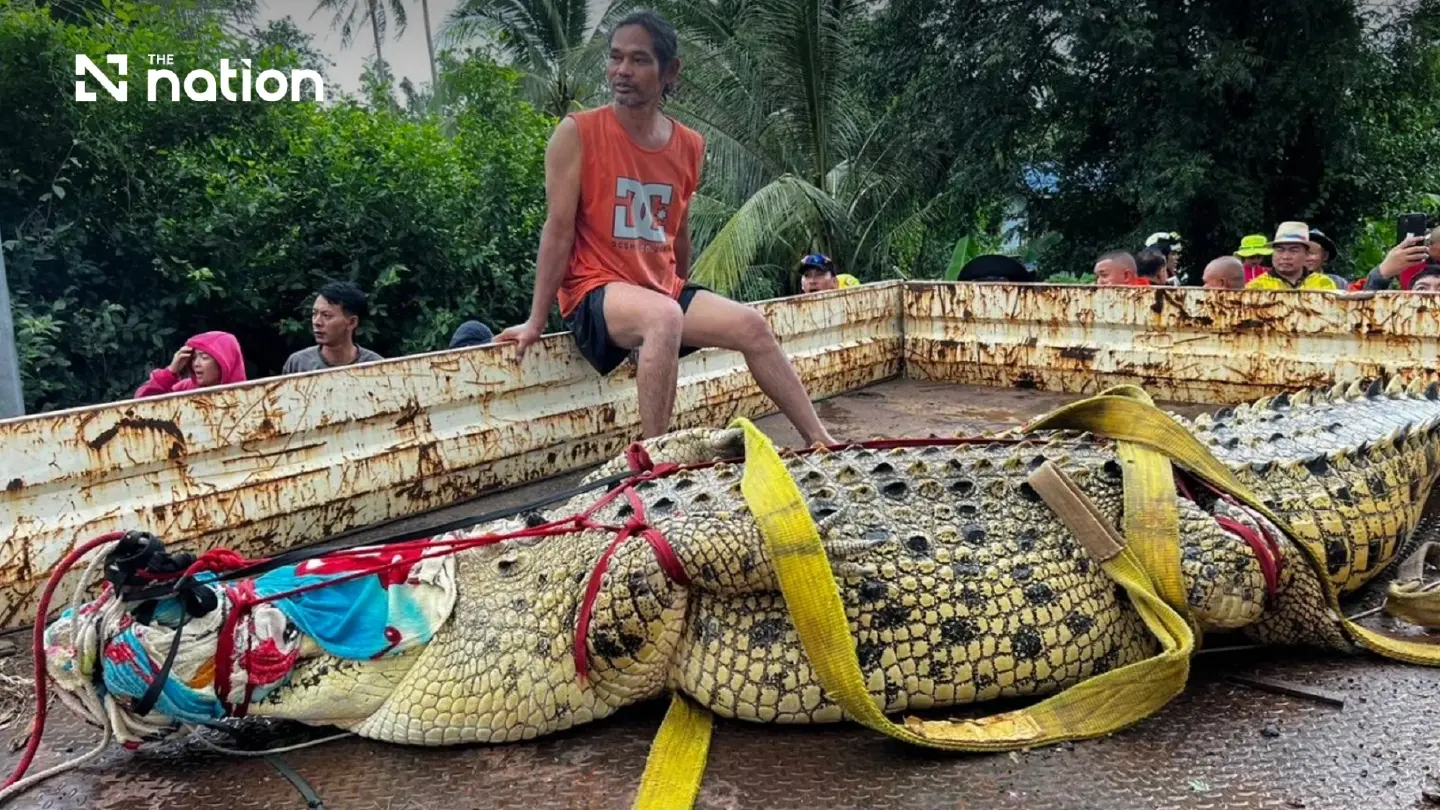 400kg crocodile moved from flooded Prachinburi temple 400kg crocodile moved from flooded Prachinburi temple