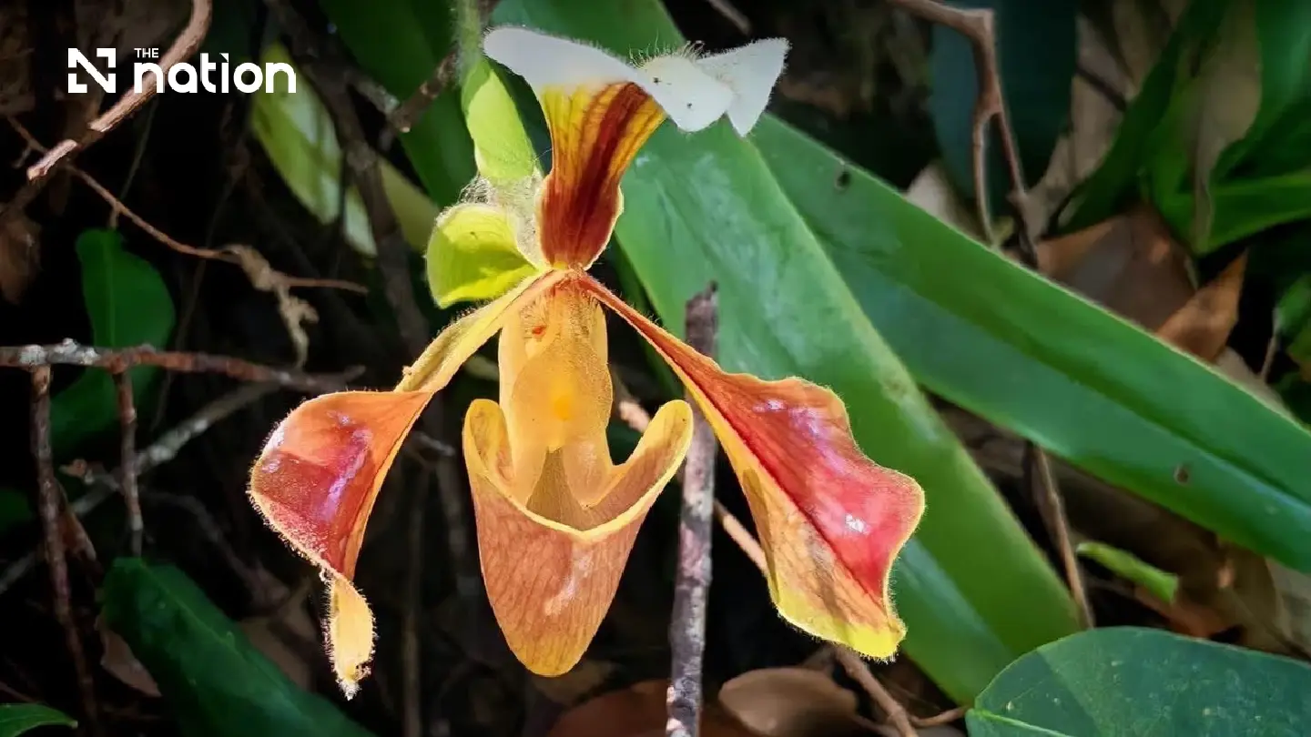 Discover Phu Kradueng’s rare orchid in bloom deep in the forest Discover Phu Kradueng’s rare orchid in bloom deep in the forest