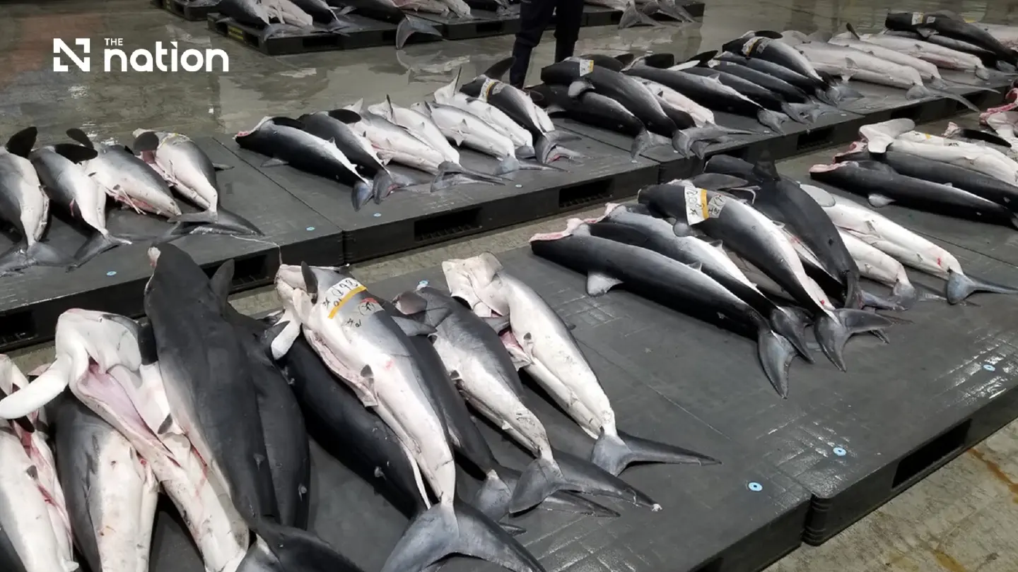 Japanese companies develop new products using shark meat and skin Japanese companies develop new products using shark meat and skin