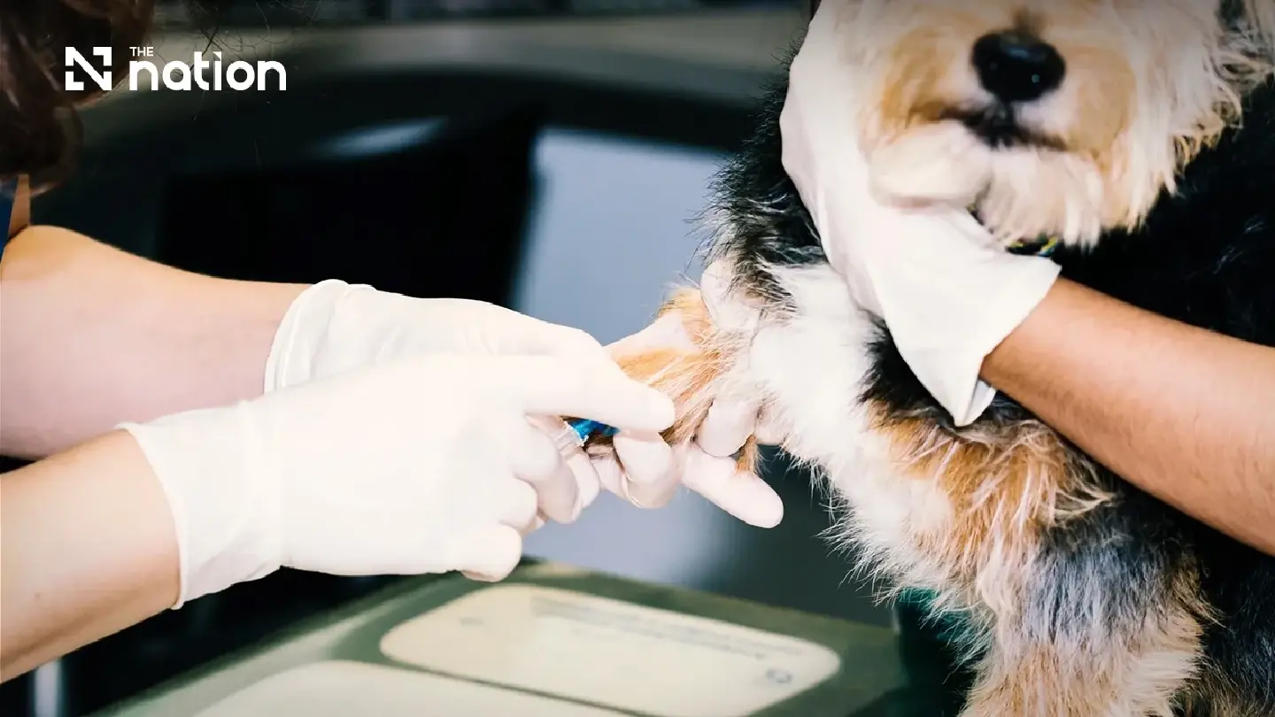 Thai Scientists Turn Dog Fat into Potential Diabetes Cure for Pets Thai Scientists Turn Dog Fat into Potential Diabetes Cure for Pets
