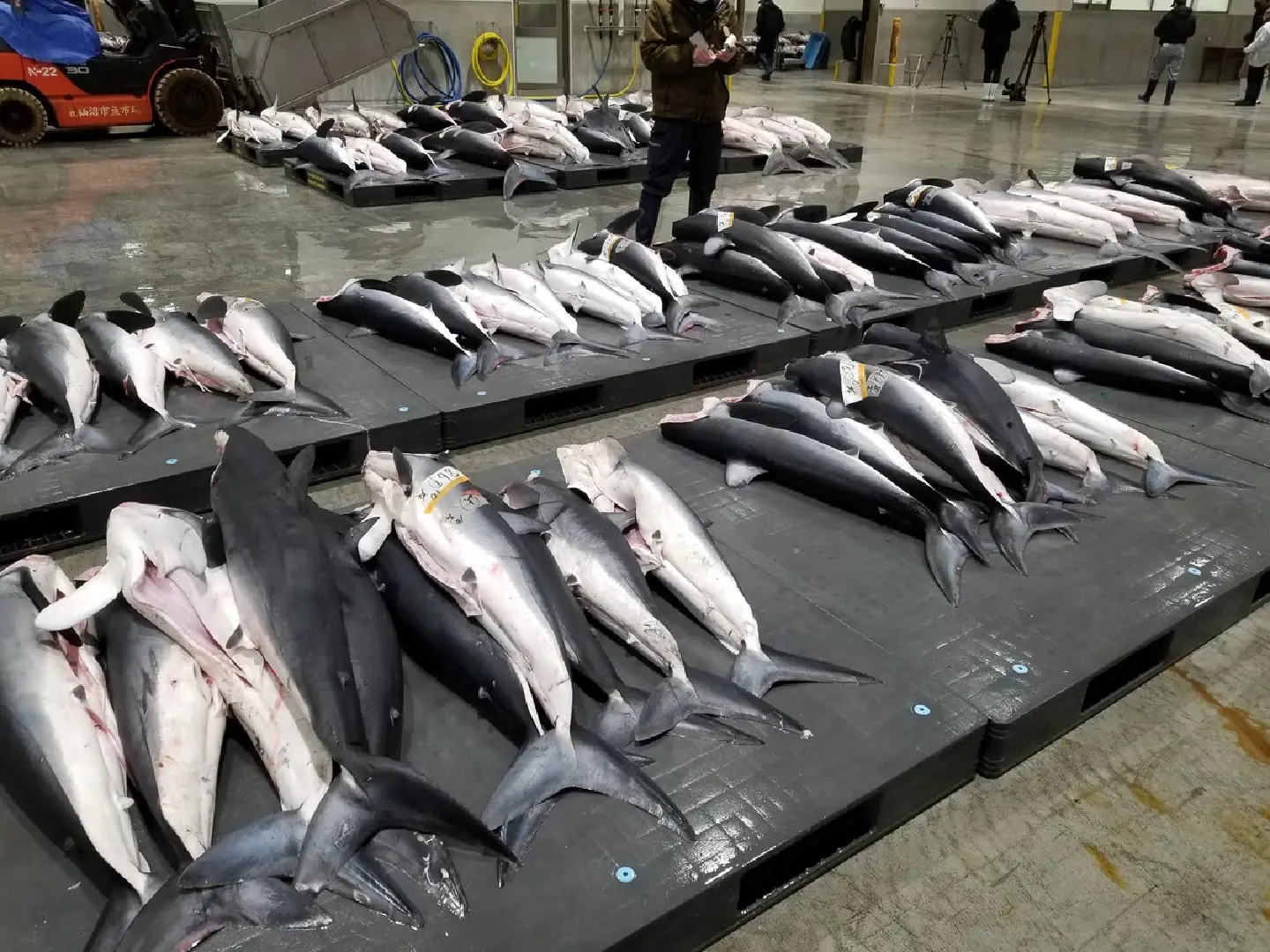 Japanese companies develop new products using shark meat and skin Japanese companies develop new products using shark meat and skin