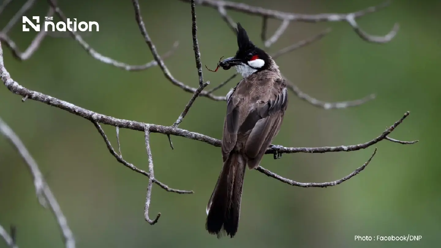 Crested bulbuls now protected in 40 non-hunting areas Crested bulbuls now protected in 40 non-hunting areas