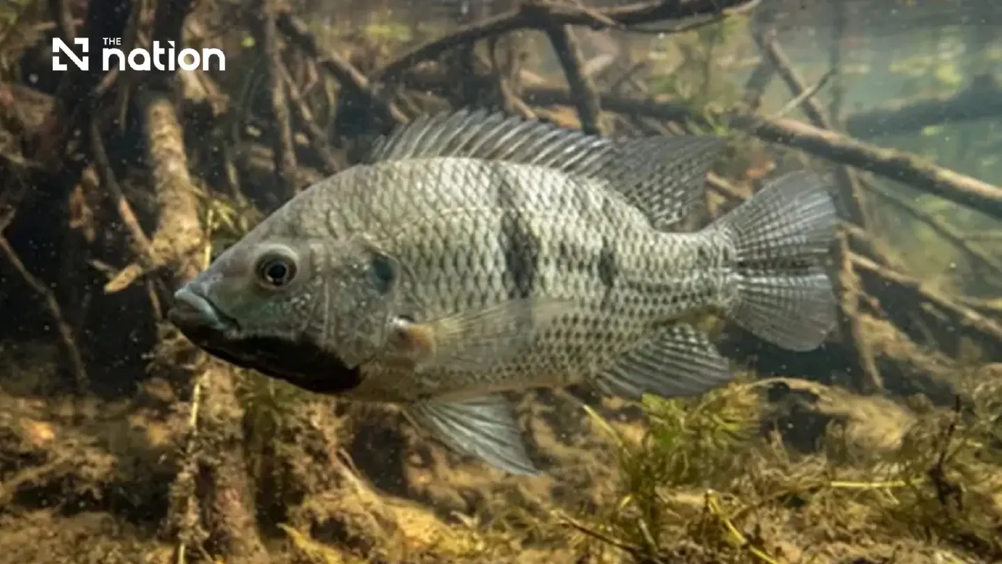 Thai court orders blackchin tilapia containment to continue Thai court orders blackchin tilapia containment to continue