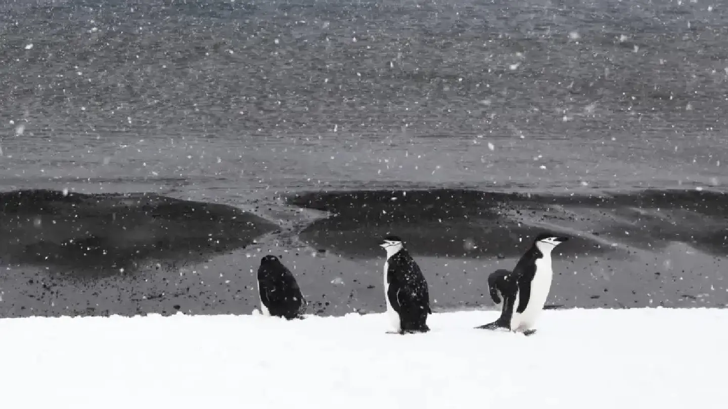 Warming seas drive dramatic chinstrap penguin decline near Antarctica Warming seas drive dramatic chinstrap penguin decline near Antarctica