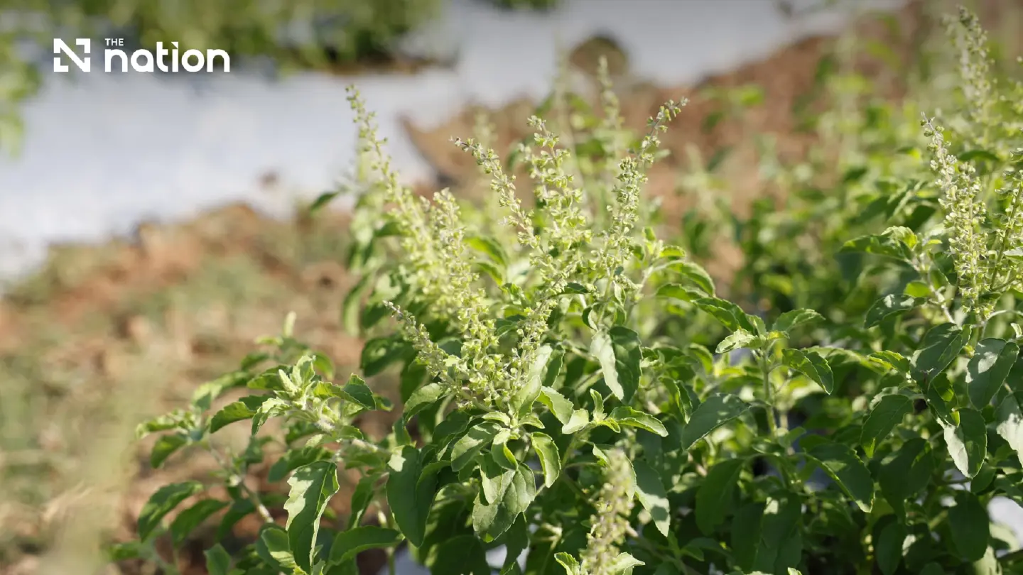 CPRAM Clarifies Plant Registration Details as Native Holy Basil Rights Remain Untouched CPRAM Clarifies Plant Registration Details as Native Holy Basil Rights Remain Untouched