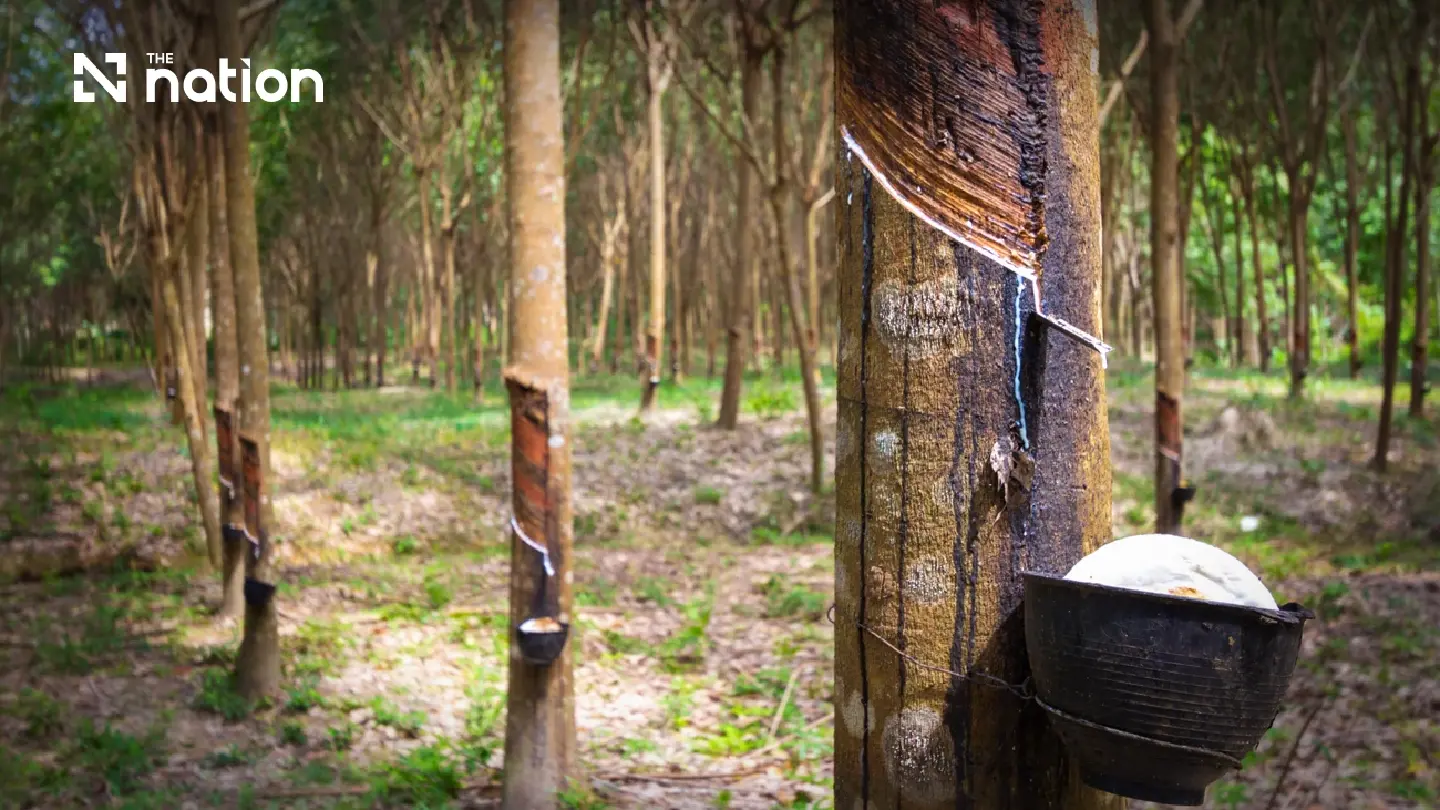 Thai rubber peaks at 97.90 baht/kg as ministry seeks stability Thai rubber peaks at 97.90 baht/kg as ministry seeks stability