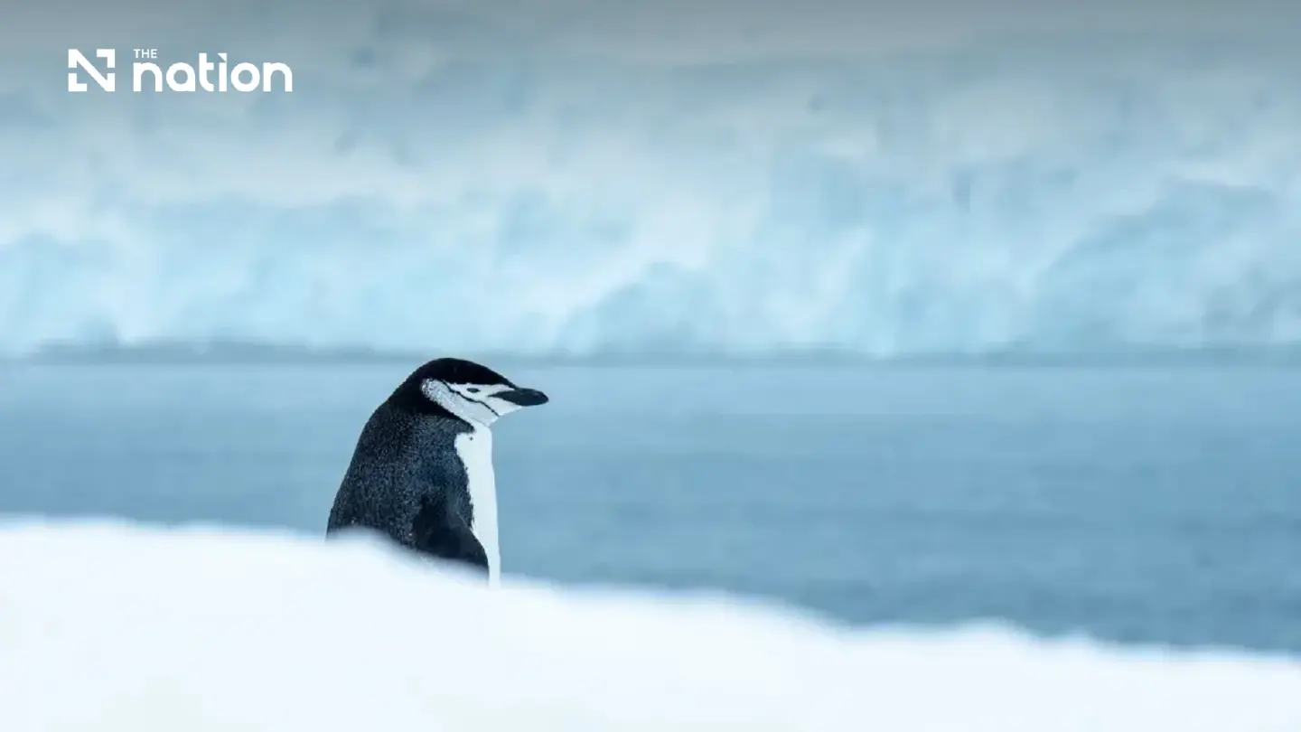 Warming seas drive dramatic chinstrap penguin decline near Antarctica