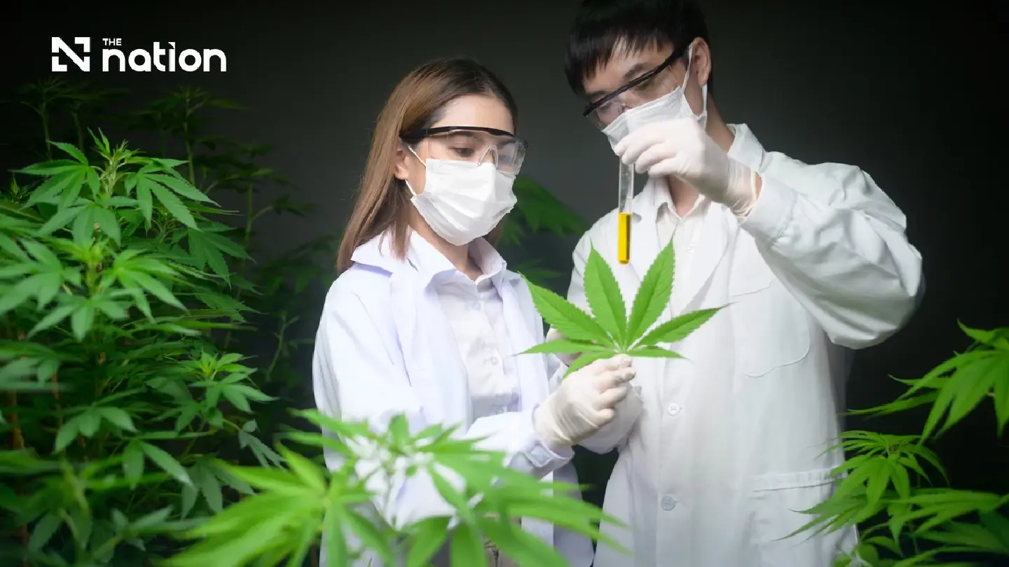 Thailand targets global cannabis, hemp and kratom market with higher standards Thailand targets global cannabis, hemp and kratom market with higher standards