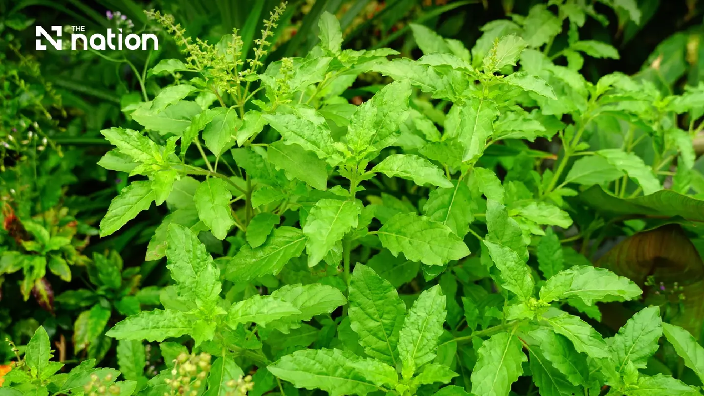 Agriculture minister confirms home growing rights for 4 basil varieties protected until 2036 Agriculture minister confirms home growing rights for 4 basil varieties protected until 2036